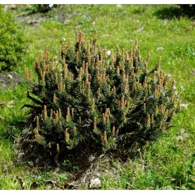 Pušis kalninė 'Kissen' C45