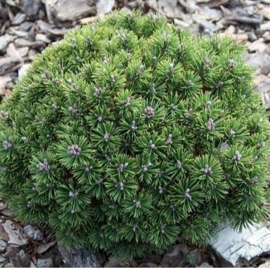 Pušis kalninė 'MINI MOPS' C10