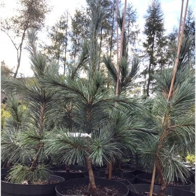 Pušis lanksčioji 'Glauca' C20