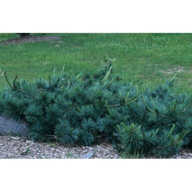 Pušis lanksčioji 'Pendula' C7,5