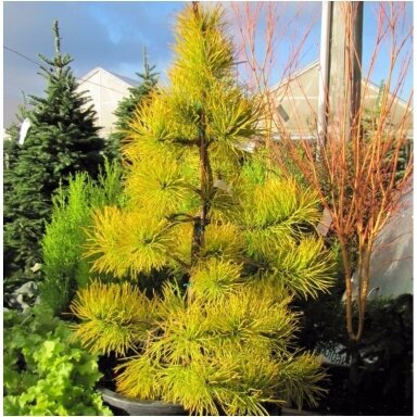 Pušis paprastoji 'Aurea' C20