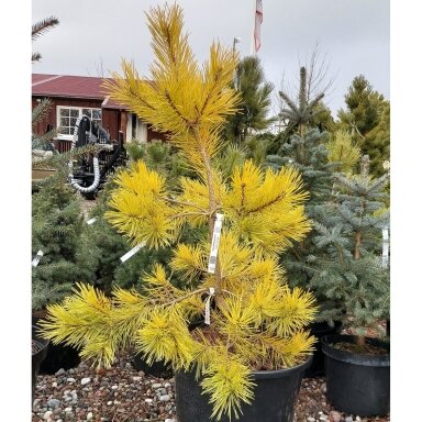 Pušis paprastoji 'Aurea Nisbeth' C5