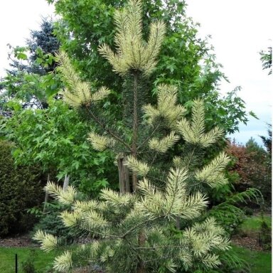 Pušis paprastoji 'Bialogon' C2