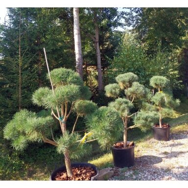 Pušis paprastoji (formuota), C60