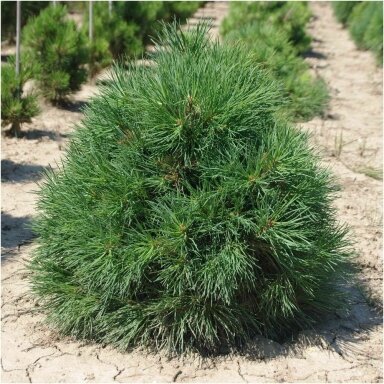 Pušis paprastoji 'Globosa Viridis' C10