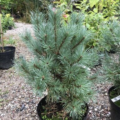 Pušis paprastoji 'Hibernica' C10