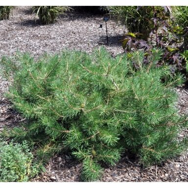 Pušis paprastoji 'Hillside Creeper' C10