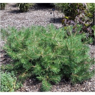Pušis paprastoji 'Hillside Creeper' C20