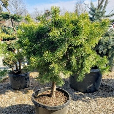 Pušis paprastoji 'Hillside Creeper' C10, Pa