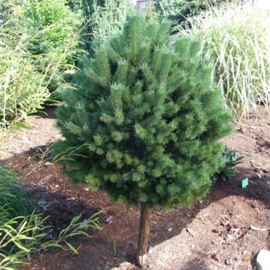Pušis paprastoji 'SANDRIGHAM' C20, Pa