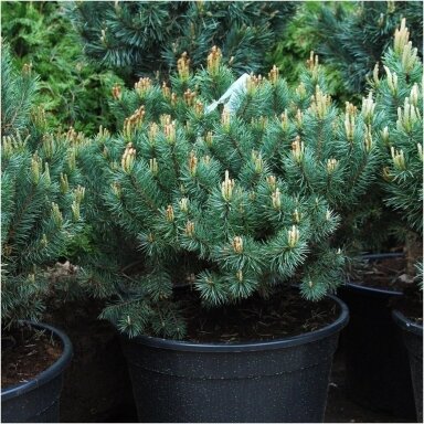Pušis paprastoji 'Saxatilis' C45, Pa