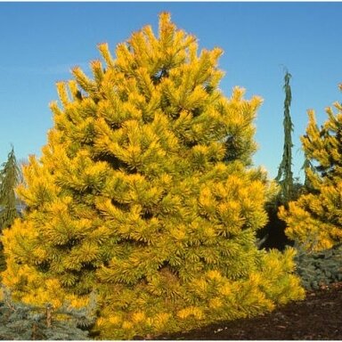 Pušis paprastoji 'Wintergold' C20