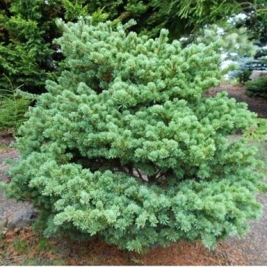Pušis smulkiažiedė 'Adcock's Dwarf', C7,5-10