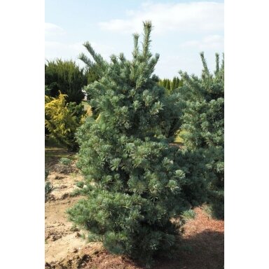 Pušis smulkiažiedė 'Blue Giant', C10