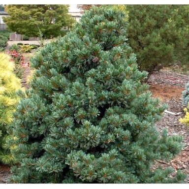 Pušis smulkiažiedė (melsvoji) 'Schoon's Bonsai' C10, Pa