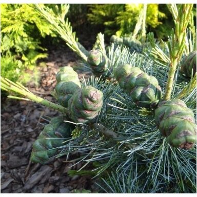 Pušis smulkiažiedė (melsvoji) 'Schoon's Bonsai' C2