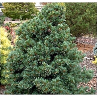 Pušis smulkiažiedė (melsvoji) 'Schoon's Bonsai' C20