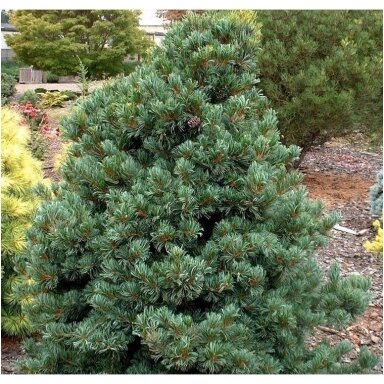Pušis smulkiažiedė (melsvoji) 'Schoon's Bonsai' C10