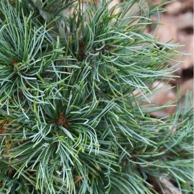 Pušis smulkiažiedė (melsvoji) 'Schoon's Bonsai' C5