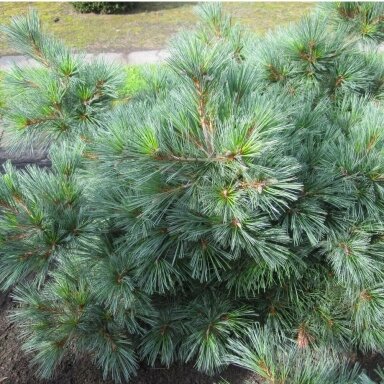 Pušis veimutinė 'Edel' C5