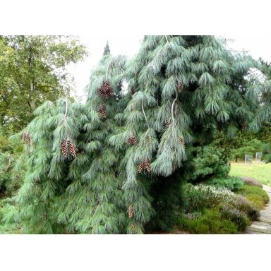 Pušis veimutinė 'Pendula' C20