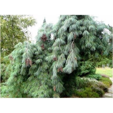 Pušis veimutinė 'Pendula', C4-5