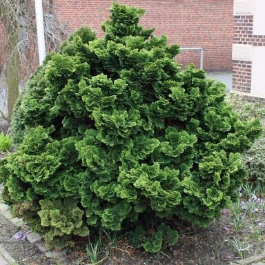 Puskiparisis bukasis 'Nana Gracilis', C5