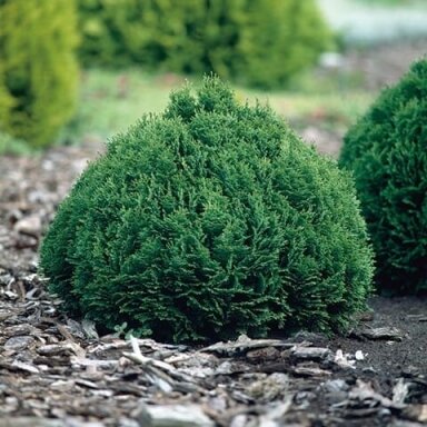 Puskiparisis lausono 'Minima Glauca' C2