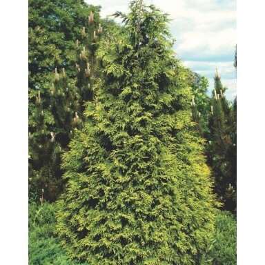 Puskiparisis nutkinis 'Aurea' C2