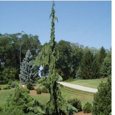 Puskiparisis nutkinis 'Green Arrow' C5