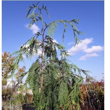 Puskiparisis nutkinis 'Pendula' C5
