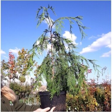 Puskiparisis nutkinis 'Pendula' C30