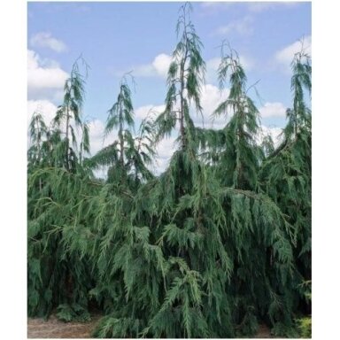 Puskiparisis nutkinis 'Pendula' C45