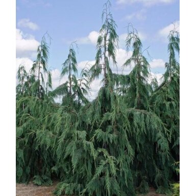Puskiparisis nutkinis 'Pendula' C60