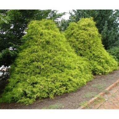 Puskiparisis žirniavaisis 'Filifera Aurea' C10