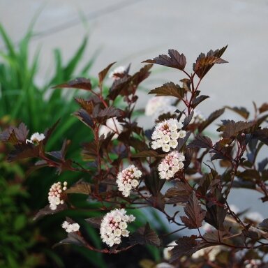 Pūslenis putinalapis 'DIABOLO' C5