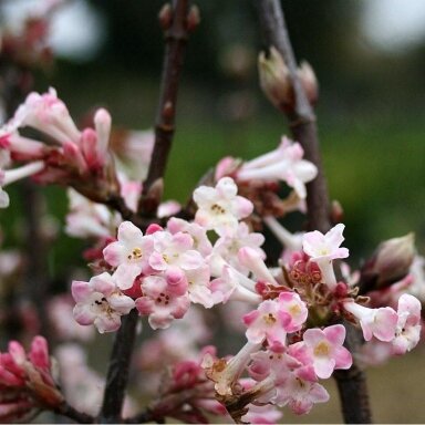 Putinas bodnantense (x) 'Charles Lamont' C5