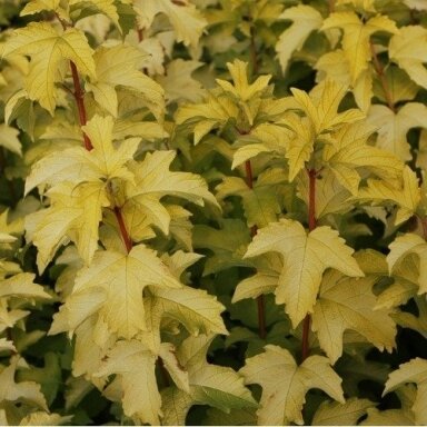 Putinas paprastasis 'Anny's Magic Gold' C5