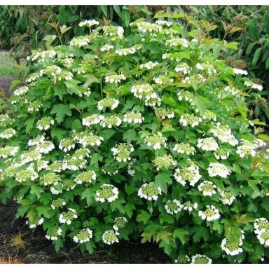 Putinas paprastasis 'Compactum' C5