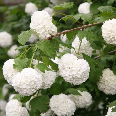 Putinas paprastasis 'Roseum' C5