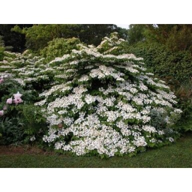 Putinas raukšlėtasis 'Cascade' C10