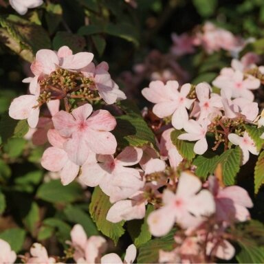 Putinas raukšlėtasis 'Pink Beauty' C10