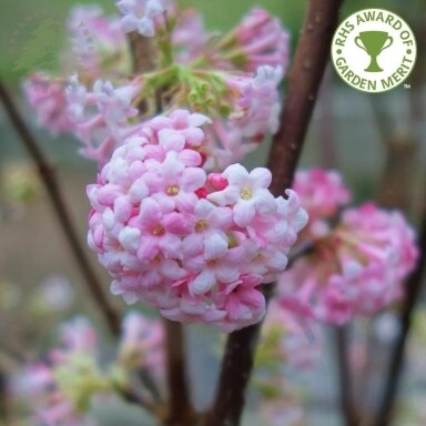 Putinas x bodnantense 'Dawn' C5
