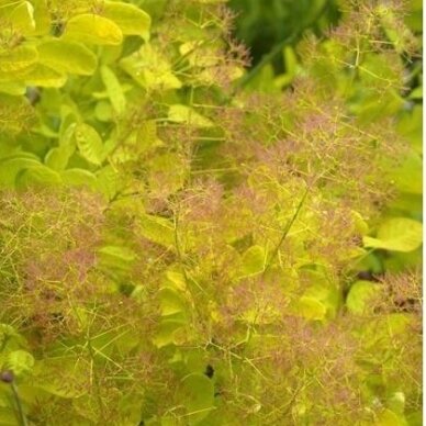 European smoketree GOLDEN LADY 'Mincojau3' PBR C5 1 European smoketree GOLDEN LADY 'Mincojau3' PBR C5 1