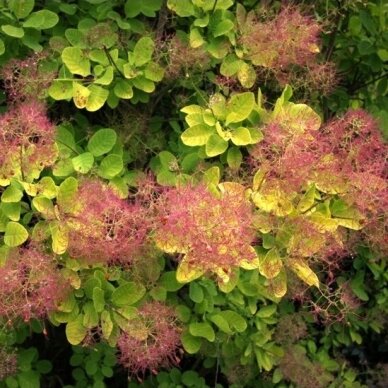 European smoketree Golden Spirit 'Ancot' PBR C5 2