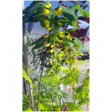 Pupmedis alpinis 'Pendula' C10 Pupmedis alpinis 'Pendula' C10