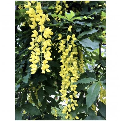 Pupmedis alpinis 'Pendula' C10 1 Pupmedis alpinis 'Pendula' C10 1