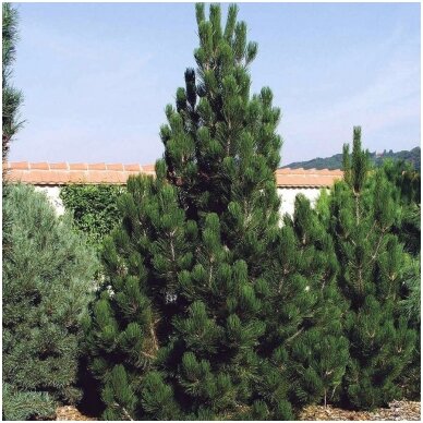 Bosnian pine C5 2