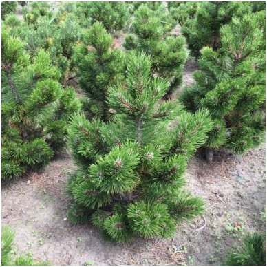 Bosnian pine 'Little dracula' C10