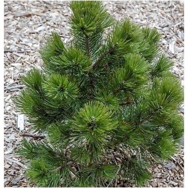 Bosnian pine 'Nana' C2